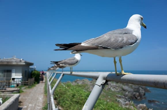 Gulls overlooking the ocean