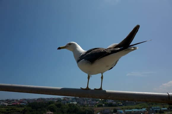 Tail-up gull stance