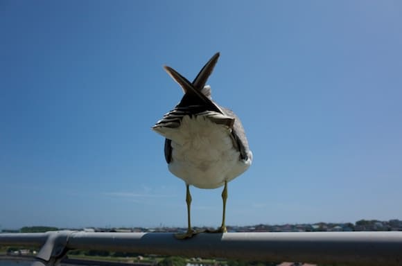 Back view of a gull