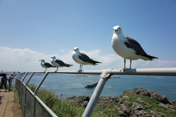 Kabushima’s Gull Kingdom