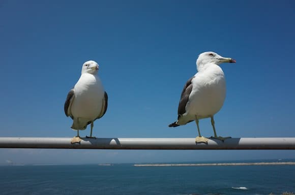 Two dignified gulls by the sea