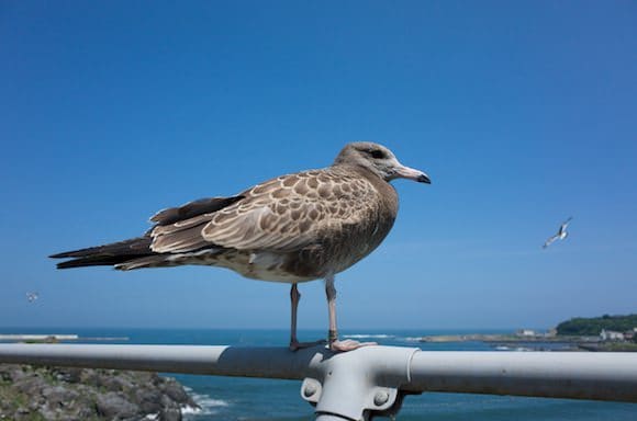 Juvenile gull with brown feathers