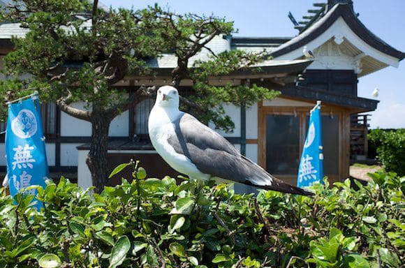 Gull photobombing shot