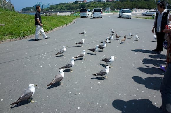 Thousands of gulls covering the shore