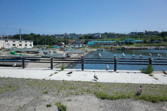 Gulls along the beachfront