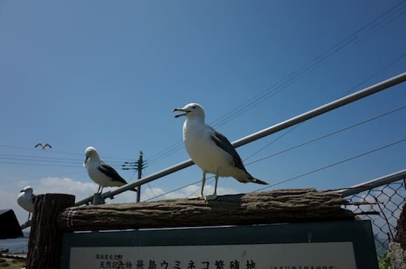 Gulls stationed along the path