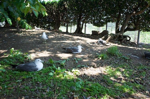 Bench occupied by resting gulls