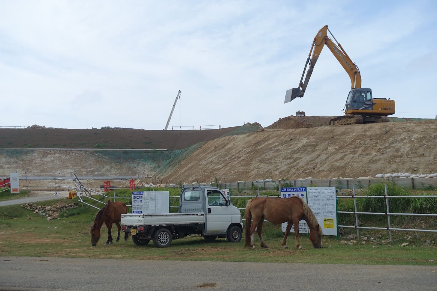 Yonaguni horses grazing near trenches