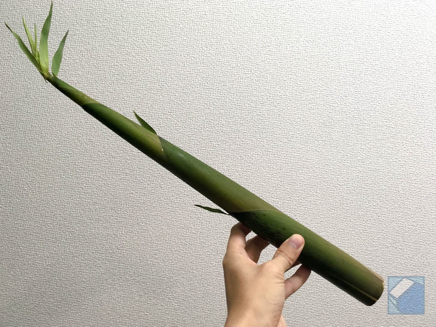 Large premium daimyo takenoko samples