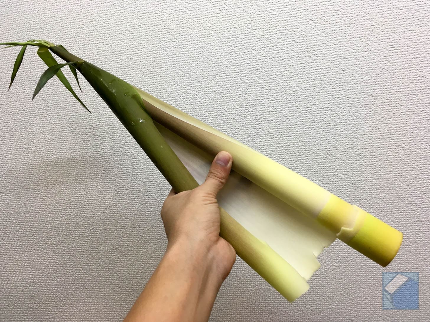 Peeling layers of daimyo takenoko skin