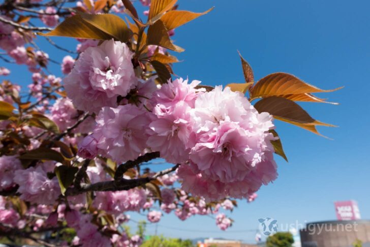 Beautiful flowers bloom in the parking area