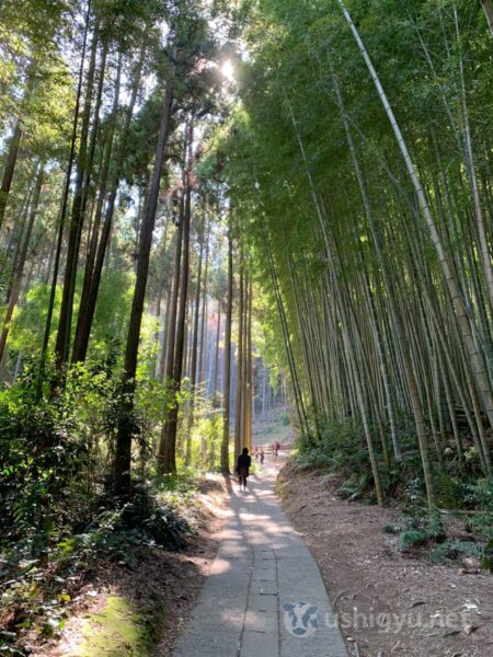 Walking past tall bamboo groves