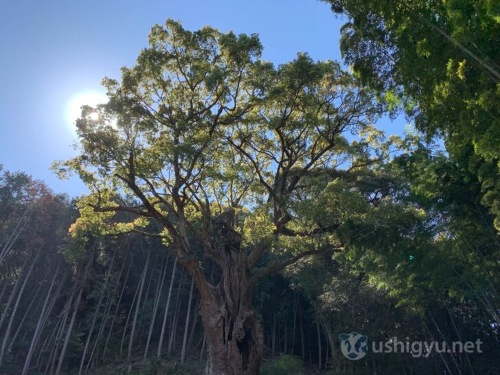 Gnarled trunk bark conveying the passage of ages