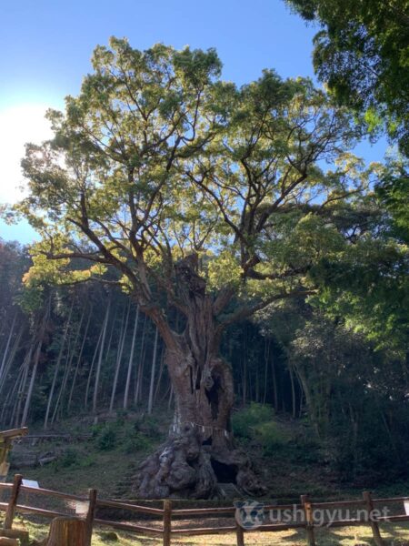 Takeo Great Camphor Tree worthy of dedicated visitation