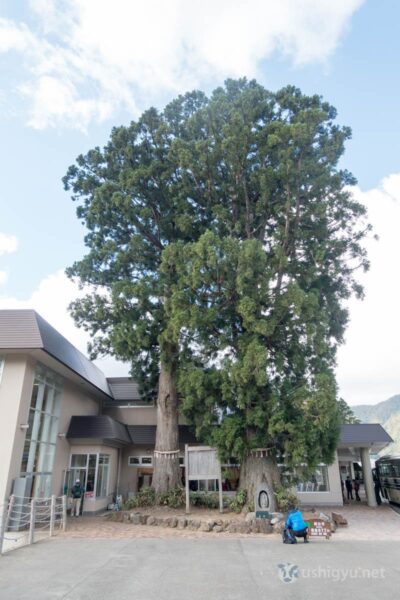 Ancient Bijosugi cedar tree towering beside station