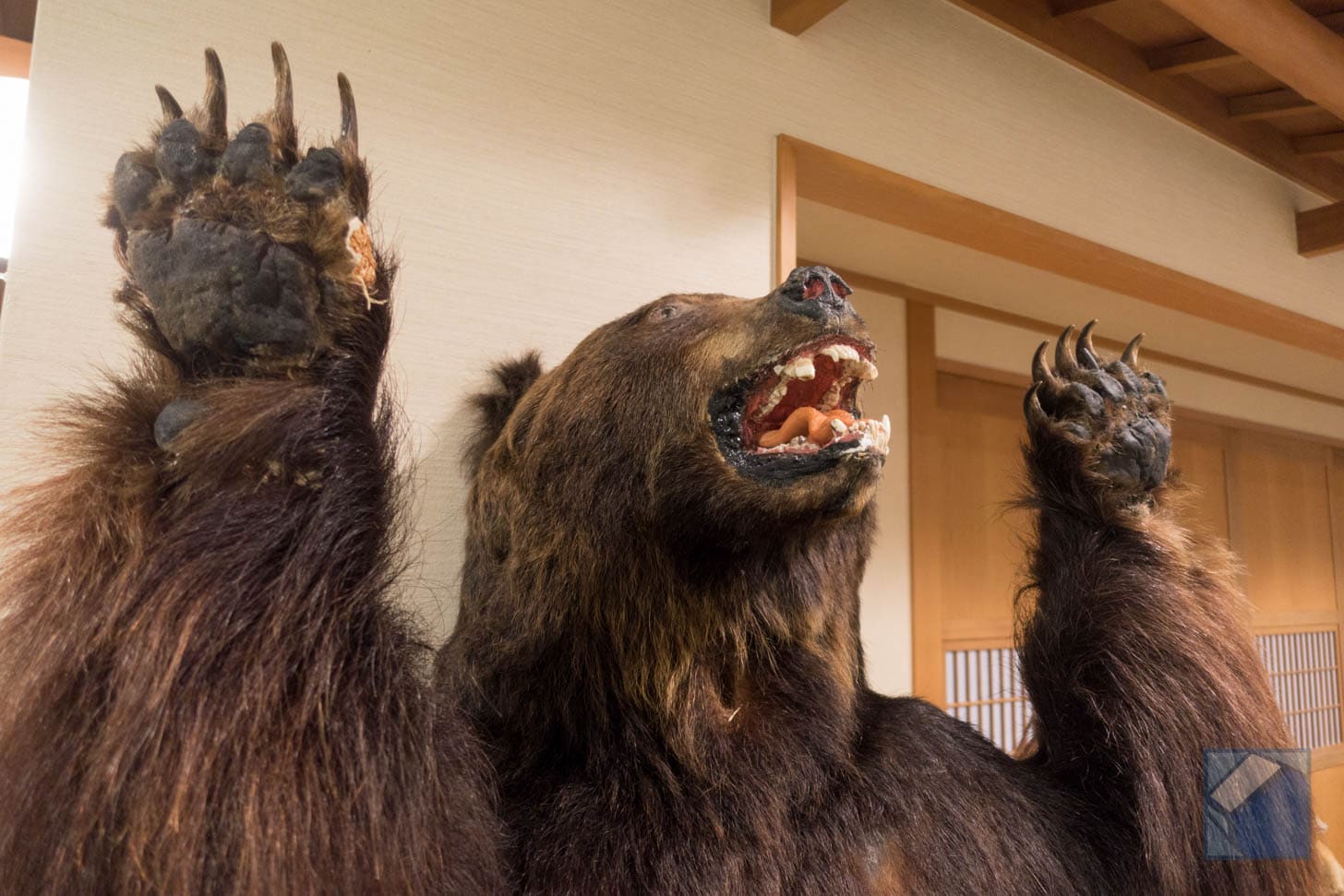 Close-up of scary bear taxidermy