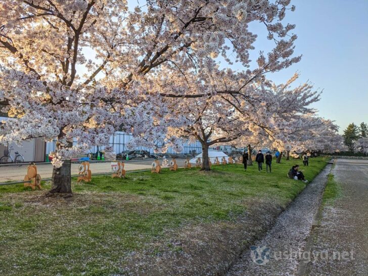 Rest areas also surrounded by cherry blossoms