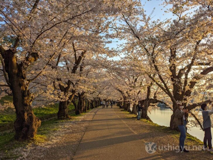Overview of Hirosaki Cherry Blossom Festival 2022