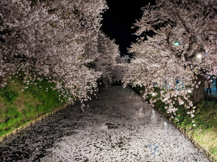 Cherry blossoms showing different expression lit by lights after sunset