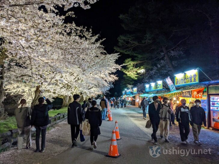 Cherry blossom colors standing out more against black night sky