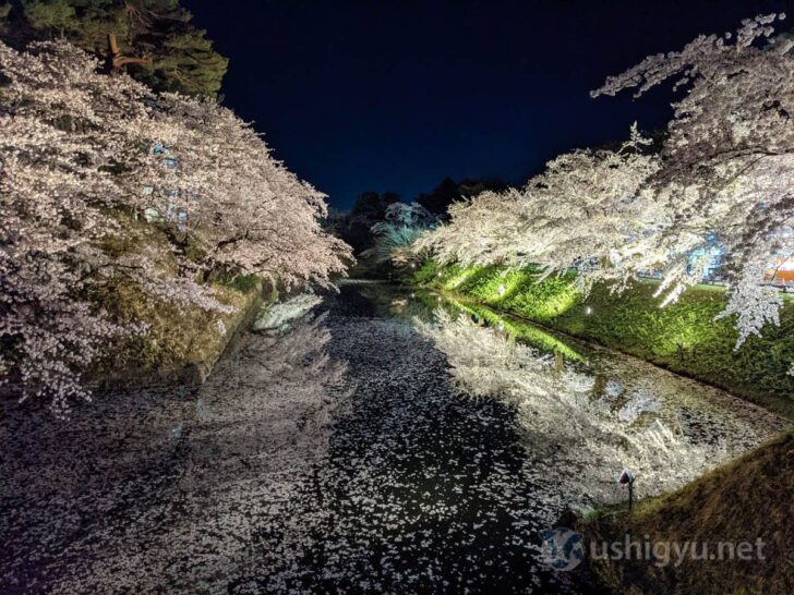 Somei Yoshino beautifully reflected on moat water surface