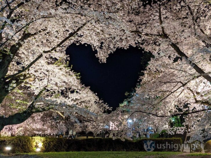 Cherry blossom heart at Hirosaki Park