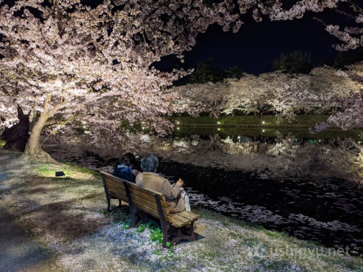 Enjoying cherry blossoms while resting on benches or walking around