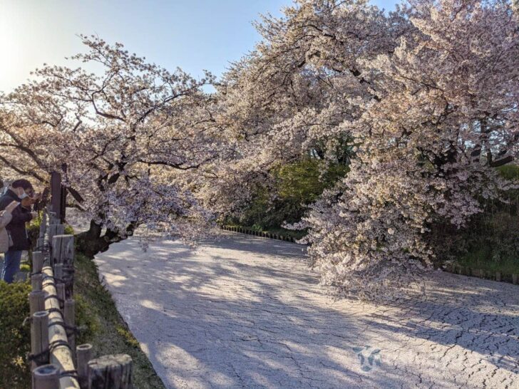 Approaching park moat area with many cherry blossoms already