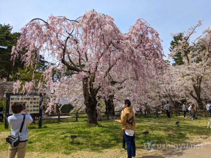 Weeping cherry we saw illuminated previous night