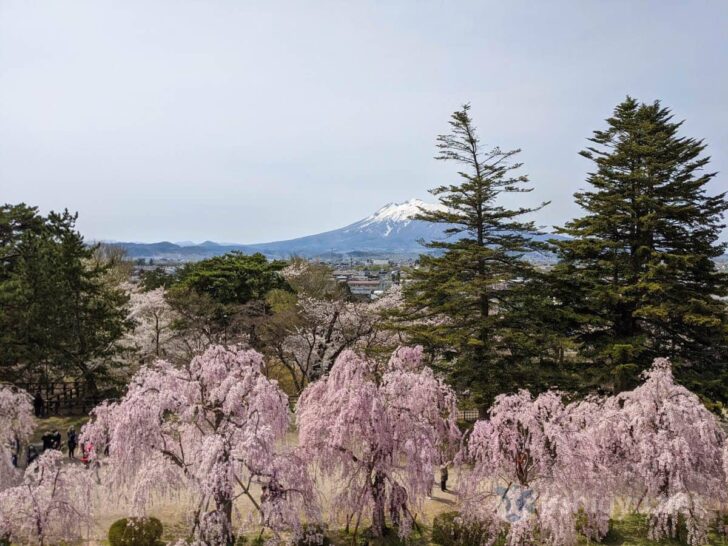 View of Mt. Iwaki and cherry blossoms from castle window lattice gaps was wonderful