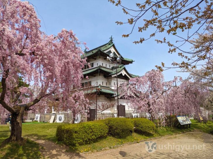 Around castle are not Somei Yoshino but all weeping cherry