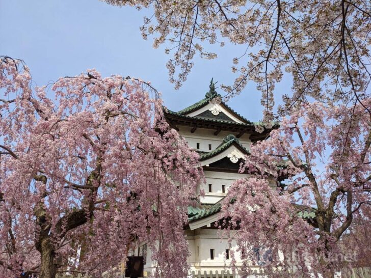 Hirosaki Cherry Blossom Festival was the best