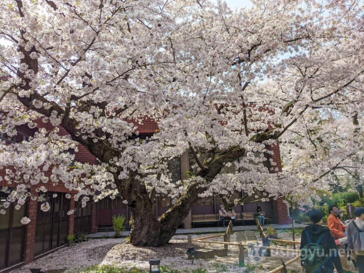 Another cherry tree also in full bloom right now