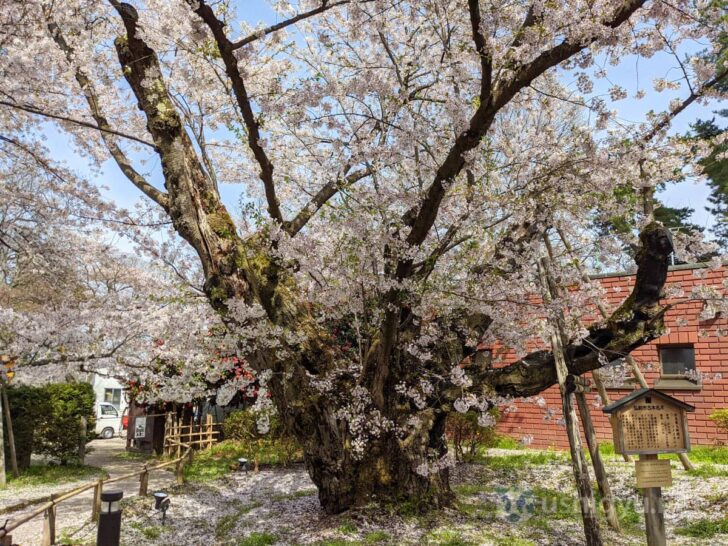 Japan's thickest Somei Yoshino