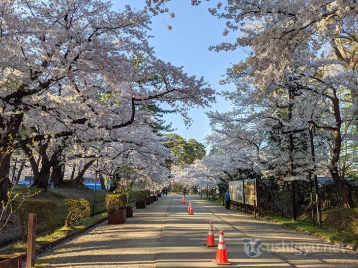 Entering park through Otemon gate with cherry trees lining both sides