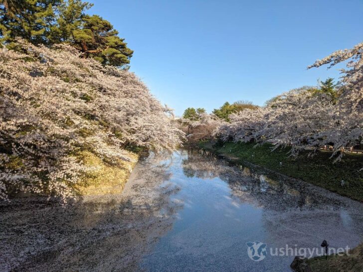 Cherry blossoms on both sides of moat