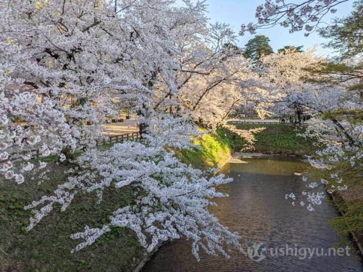 Mature cherry tree branches extending to cover moat