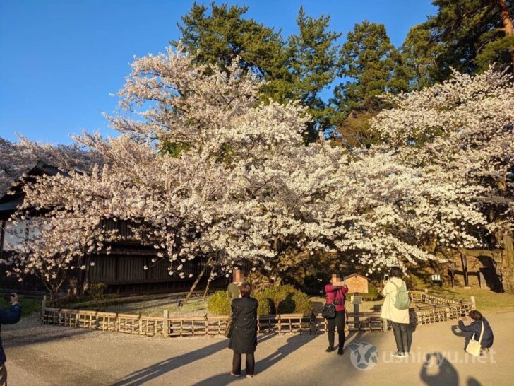 Japan's oldest Somei Yoshino cherry tree